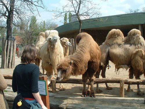 Dyrepark i Budapest