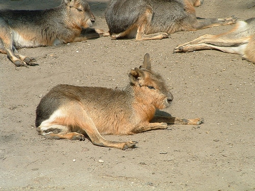 Dyrepark i Budapest